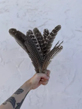 Hat Feathers