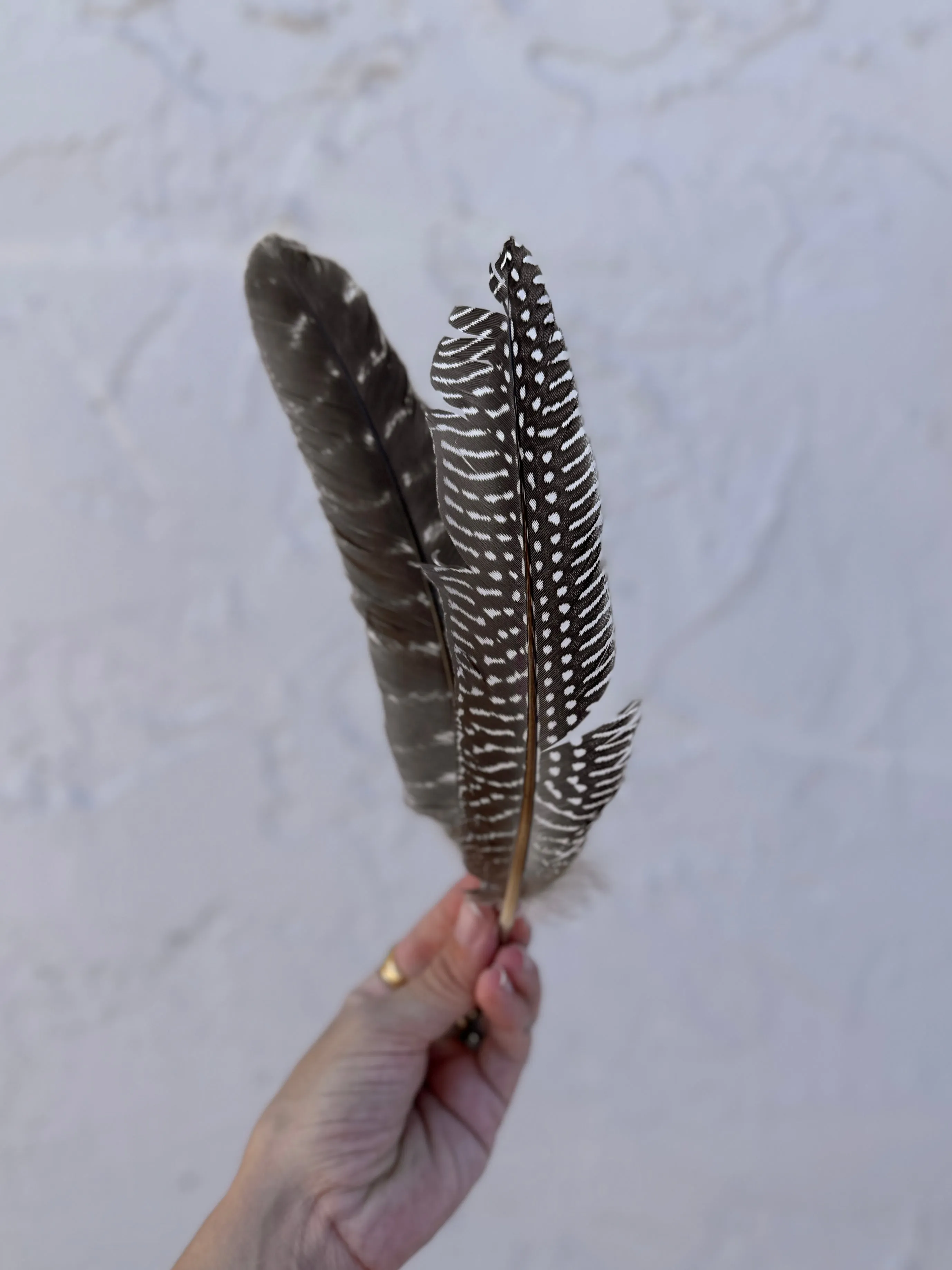 Hat Feathers